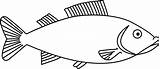 Fish Clipart Outline Library sketch template