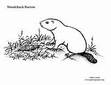 Woodchuck Burrow Coloring sketch template