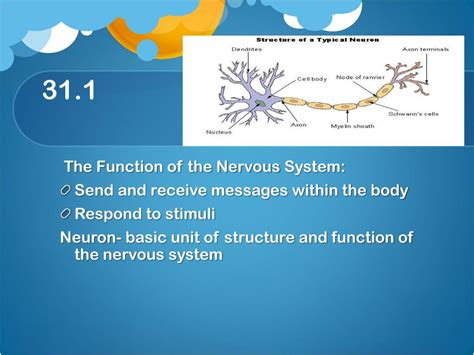 ppt chapter 31 the nervous system powerpoint