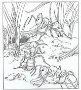 Kleurplaat Mieren Fourmi Cigale Kleurplaten Natuur Coloriage Mier Volwassenen Ausmalbilder Ant Ums Natur Haus Kleuterdigitaal Ants Colorier Colony Insecten Mandala sketch template