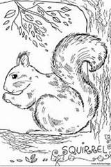Coloring Squirrel Mandala Pages Sanders Nyoka Drawing sketch template