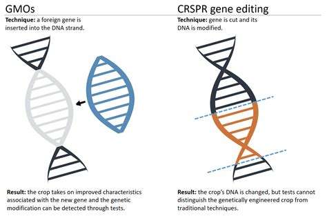 difference   gene edited organism   gmo  question  important