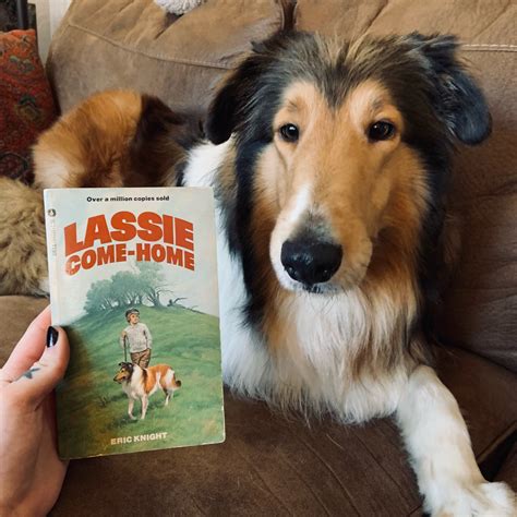 lassie come home on tumblr