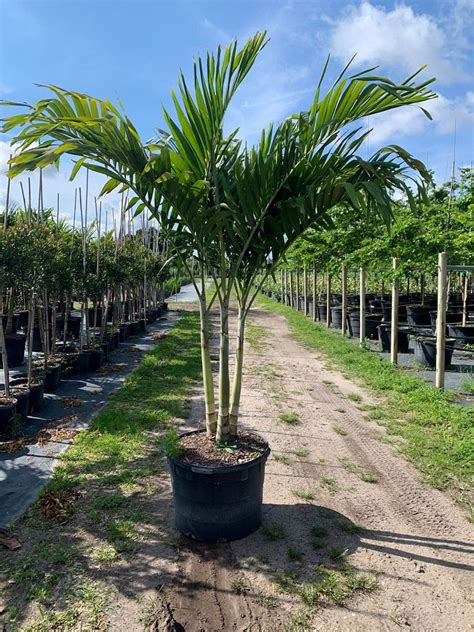 adonia christmas palm tree install price naples garden llc