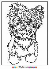 Terrier Yorkshire Coloring Pages Getcolorings sketch template