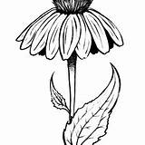 Echinacea sketch template