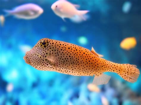 sea animal wallpapers  beautiful places   world