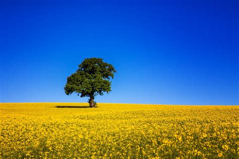 field tree sky blue wallpapers hd desktop  mobile backgrounds