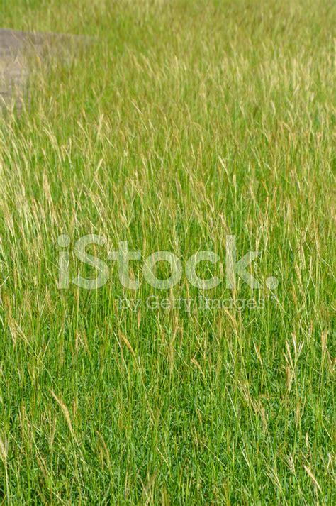 long grass stock photo royalty  freeimages