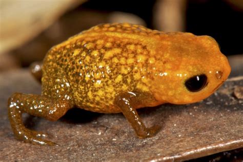 miniature frog species discovered  brazilian cloud forest nbc news