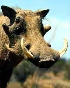 hayena  warthogs