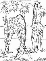 Coloring Pages Giraffes Animal Giraffe Color Printable Kids Two Sheets Found sketch template