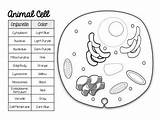 Plant Animal Cell Color Pages Cells Teacherspayteachers Match Code Teachers sketch template