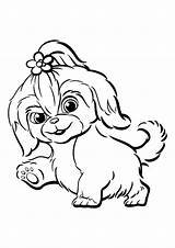 Tzu Shih Mascotas Secreta Colorare Raskrasil Meerschweinchen Gidget Haustiere Kostenlos sketch template