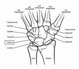 Bone Carpals Label Carpal Forearm Proximal Tarsals Joints Gross Radius Distal Overview Pisiform sketch template