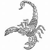 Scorpion Tattoo Zentangle Vector Pattern Pencil Hand Illustration Drawing Freehand Stylized Drawn Stock Preview sketch template