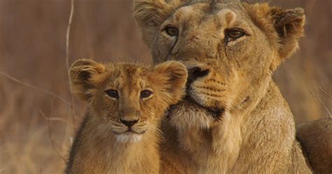 indias wandering lions  nature pbs