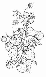 Embroidery Strawberry Vintage Pattern Clipart Patterns Clip Coloring Pages Hand Strawberries Fruit Designs Plant Graphics Printable Fairy Cross Stitch Redwork sketch template