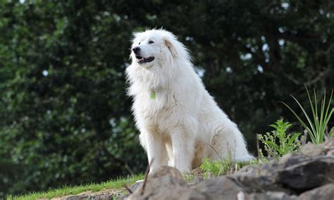 great pyrenees characteristics care  bechewy