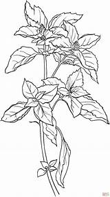 Basil Basilico Plante Einzelne Schoene Supercoloring Coloriage Malvorlage Gratis sketch template
