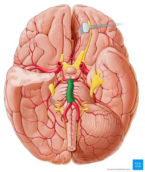 basilar artery anatomy   branches kenhub