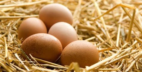 The Top Chicken Breeds For Egg Laying
