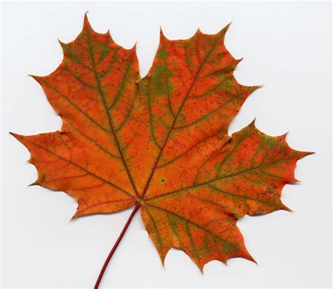 track idea maple leaf