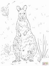 Coloring Kangaroo Wallaby Pages Red Necked Baby Print Designlooter Animal Color Printable Drawing 73kb 1024px Recommended sketch template