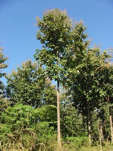 teca forestal maderero