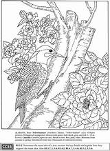 Coloring Pages Birds Book Color Dover Publications Flower Flowers Colouring Boost Bird Adults Books Welcome Samples State sketch template