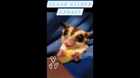 sugar glider update youtube