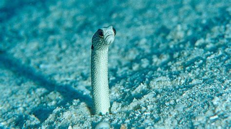 Garden Eels Forgetting About Humans Need People To Video Chat Bbc News