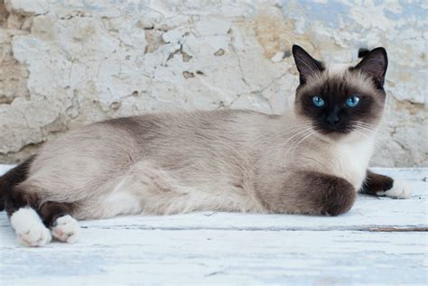 siamese cats compatible  dogs