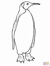 Emperor Penguins Designlooter sketch template