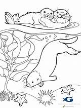 Sea Otter Coloring Pages Sheets Otters Detailed Rogers Kathy Baby Book Printable sketch template