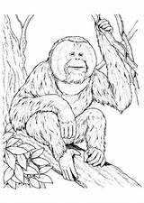 Affe Affen Ausmalbild Zum Ausmalen Malvorlagen Erwachsene sketch template
