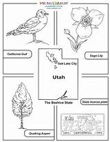 Utah State Bird Coloring Flower Tree Activities Pages Students Mrnussbaum Allows Birds Awesome Kids sketch template