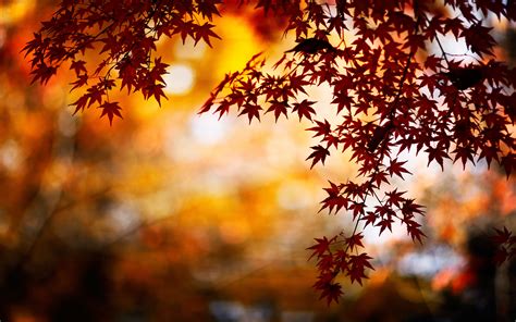 fall leaves wallpapers  images