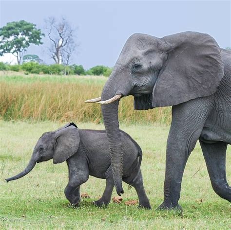 afrikaanse olifant dierenwiki afrikaanse olifant