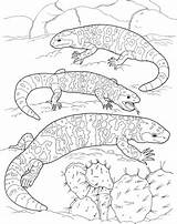 Gila Monster Coloring Animals Printable Desert Pages Monsters Three Nature Choose Board Crafts sketch template