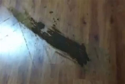 hysterical dog poop meets roomba video