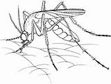 Mosquito Zanzara Colorare Realista Disegni Zancudo Moustiques Tiere Saugt Muecke Blut Printable Realistica Ausmalbilder Bambini Malvorlage sketch template