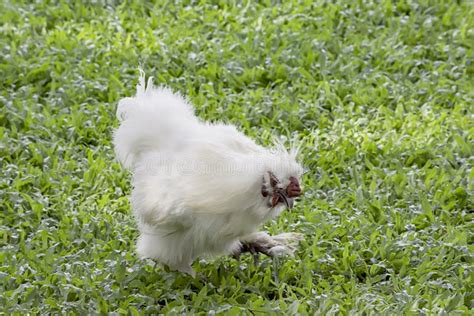 White Chicken Or Silkie Hen Eating Food On The Lawn In The Garden Stock