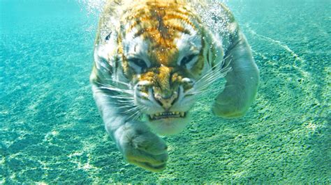 hintergrundbilder tiere meer tiger unterwasser biologie fauna