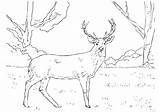 Deer Coloring Pages Whitetail Tail Characters Bc Animal sketch template