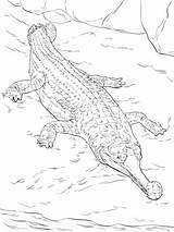 Coloring Gavial Crocodile Pages Realistic Crocodiles Saltwater Nile Drawing Printable Australian Parentune Kids Worksheets Getdrawings sketch template
