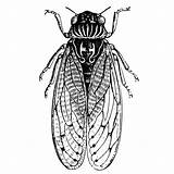 Cicada Line Drawing Clipartmag sketch template