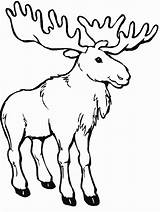 Moose Coloring Pages Canada Kids Printable Color Colouring Print sketch template