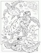 Realistic Sea Turtle Coloring Drawing Pages Animal Getdrawings sketch template