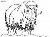 Arctic Coloring Pages Tundra Musk Ox Animals Moose Choose Board Animales sketch template